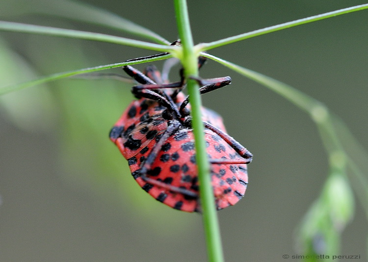 Graphosoma italica - acrobata